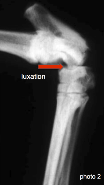 Luxation Du Tarse Du Chien Et Du Chat Neuilly Sur Seine Paris