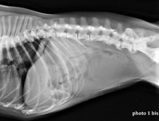 Chirurgie digestive pour le chien et le chat Neuilly-sur-Seine, Paris