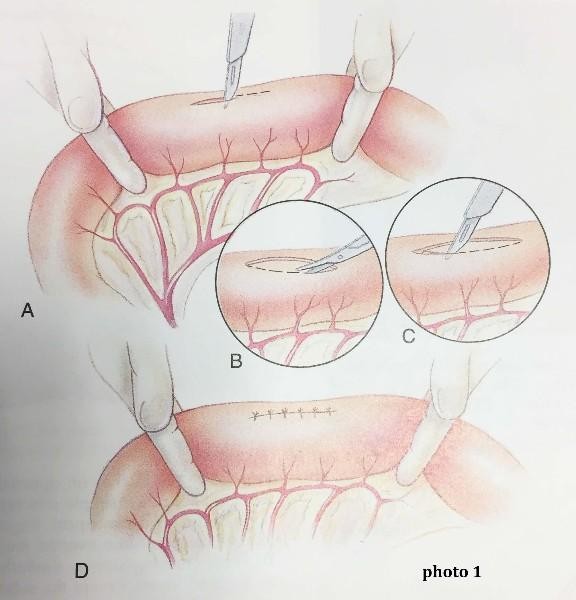 Chirurgie digestive pour le chien et le chat Neuilly-sur-Seine, Paris