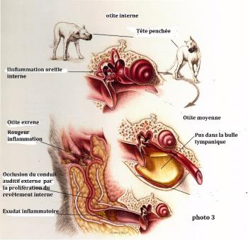 Chirurgie de l<span data-charcode=