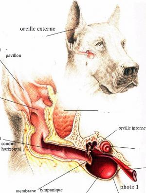 Chirurgie de l<span data-charcode=