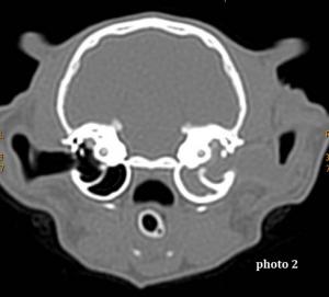 Chirurgie de l<span data-charcode=