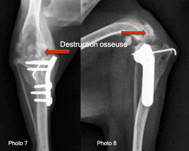 Chirurgie orthopédique sauvetage chien, chat Neuilly-sur-Seine, Paris