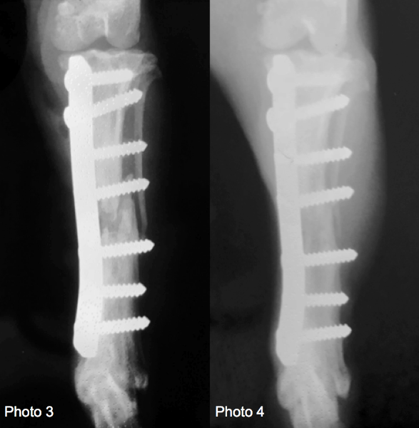 Chirurgie orthopédique sauvetage chien, chat Neuilly-sur-Seine, Paris