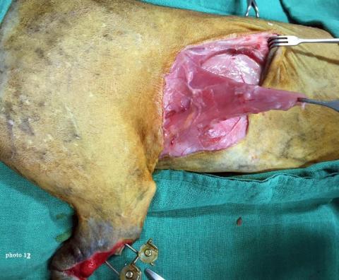 La chirurgie reconstructrice cutanée du chien et du chat Paris