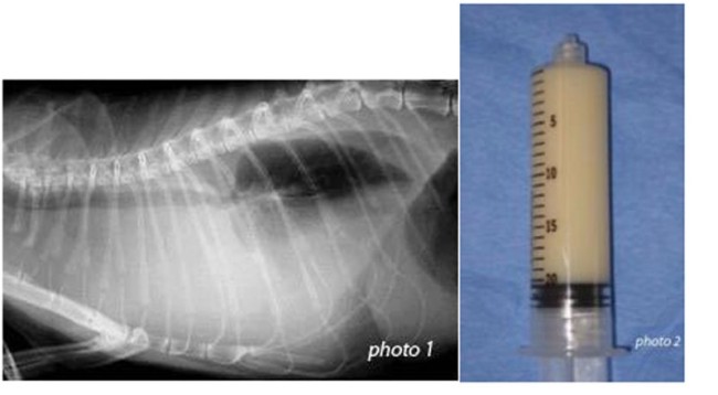 Chylothorax chien Neuilly-sur-Seine, Paris