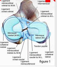 Déchirure du ligament croisé crânial du chien Neuilly-sur-Seine, Paris