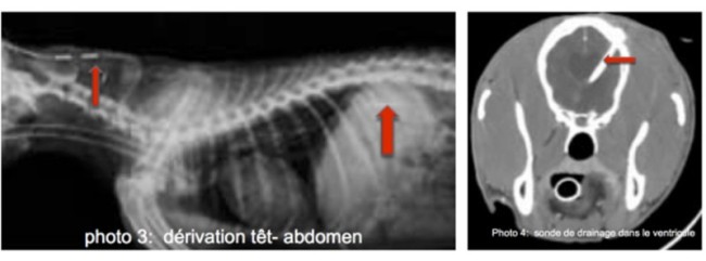 Hydrocéphalie du chien et du chat Neuilly-sur-Seine, Paris