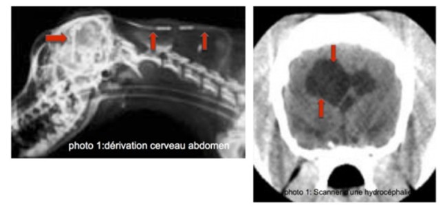Hydrocéphalie du chien et du chat Neuilly-sur-Seine, Paris