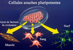 Cellules souches