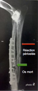 Ostéomyélite chien Neuilly-sur-Seine - Inflammation de l<span data-charcode=