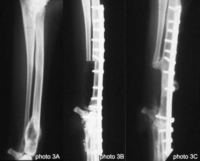 Ostéosarcomes du radius distal du chien, chat Neuilly-sur-Seine, Paris