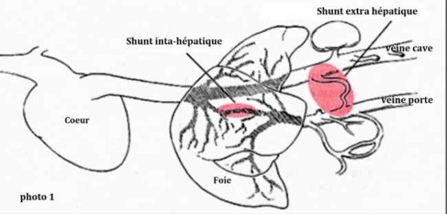 Shunts porto-systémiques du chien et du chat Neuilly-sur-Seine, Paris