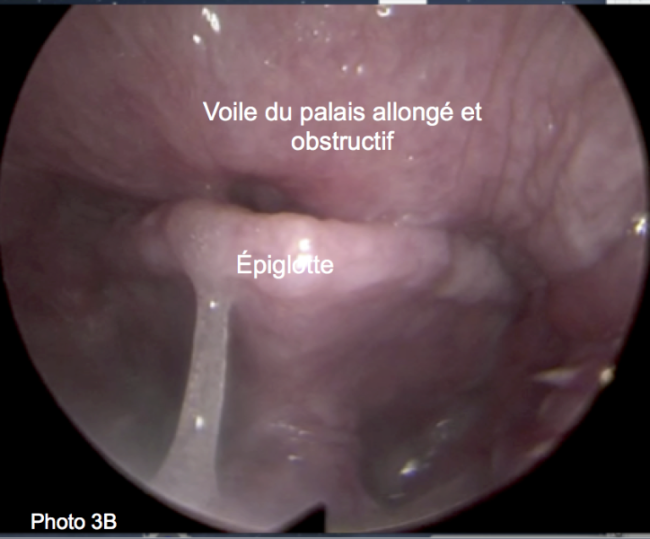 Le syndrome brachycéphale du chien Neuilly-sur-Seine, Paris