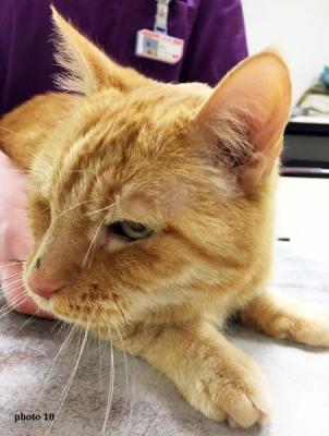 Les tumeurs osseuses chez le chien et le chat Neuilly-sur-Seine, Paris