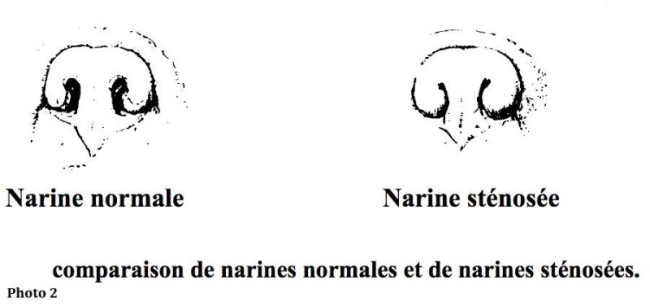 Les tumeurs osseuses chez le chien et le chat Neuilly-sur-Seine, Paris