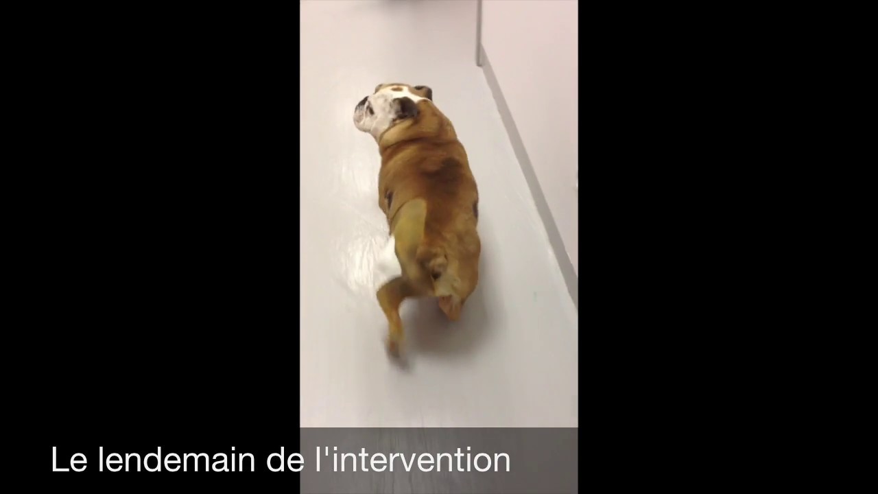 postérieurs déformés chien