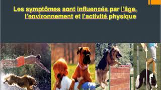 chiens